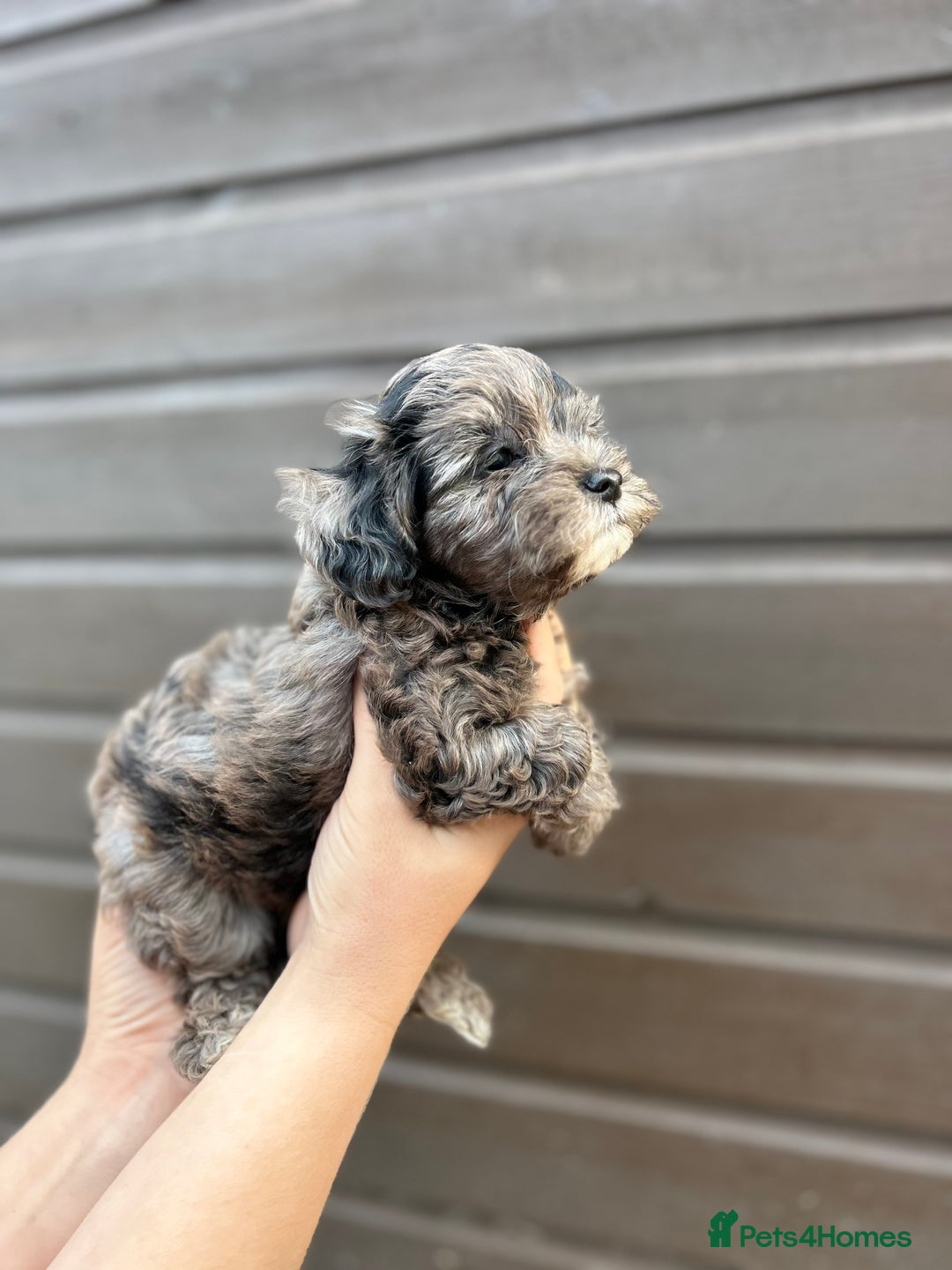 Yorkiepoo dogs for sale: 🐾 Tiny Yorkiepoo Puppies – Ready 29th August! 🐾 - Image 4