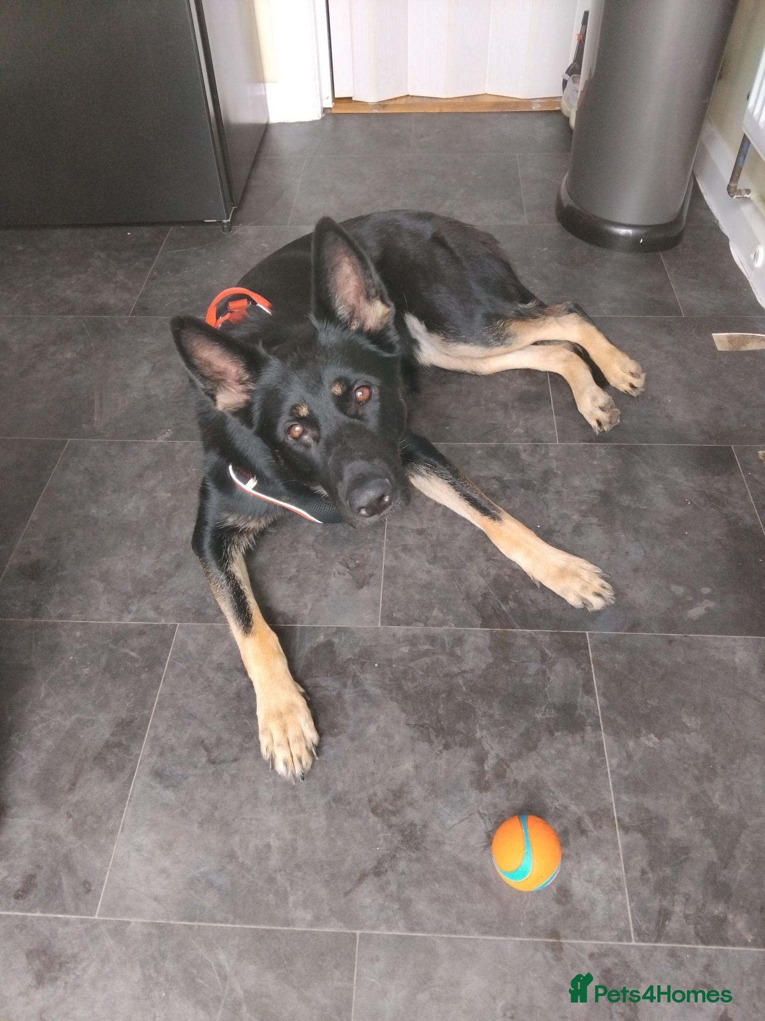 German Shepherd dogs Female  - Advert 8