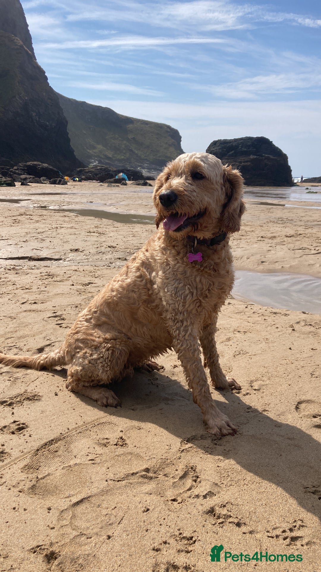 Goldendoodle dogs for sale: Miniature F1B Goldendoodle puppies - Advert 5