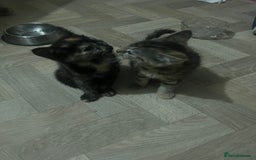 Mixed Breed cats for sale: Two sisters  - Image 5