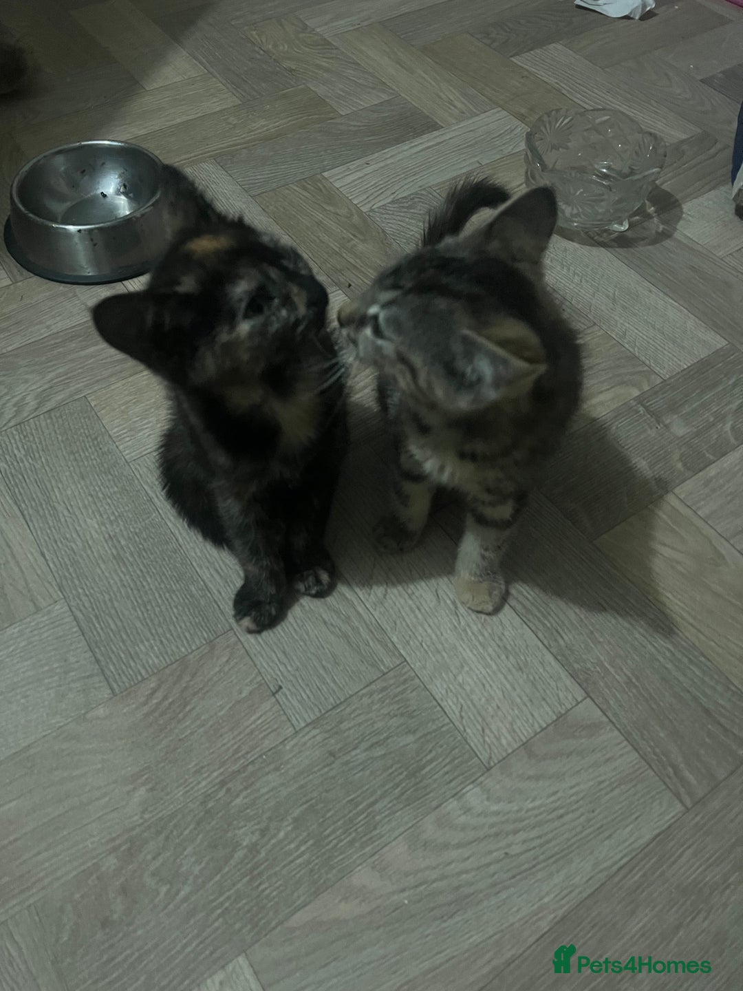 Mixed Breed cats for sale: Two sisters  - Image 5