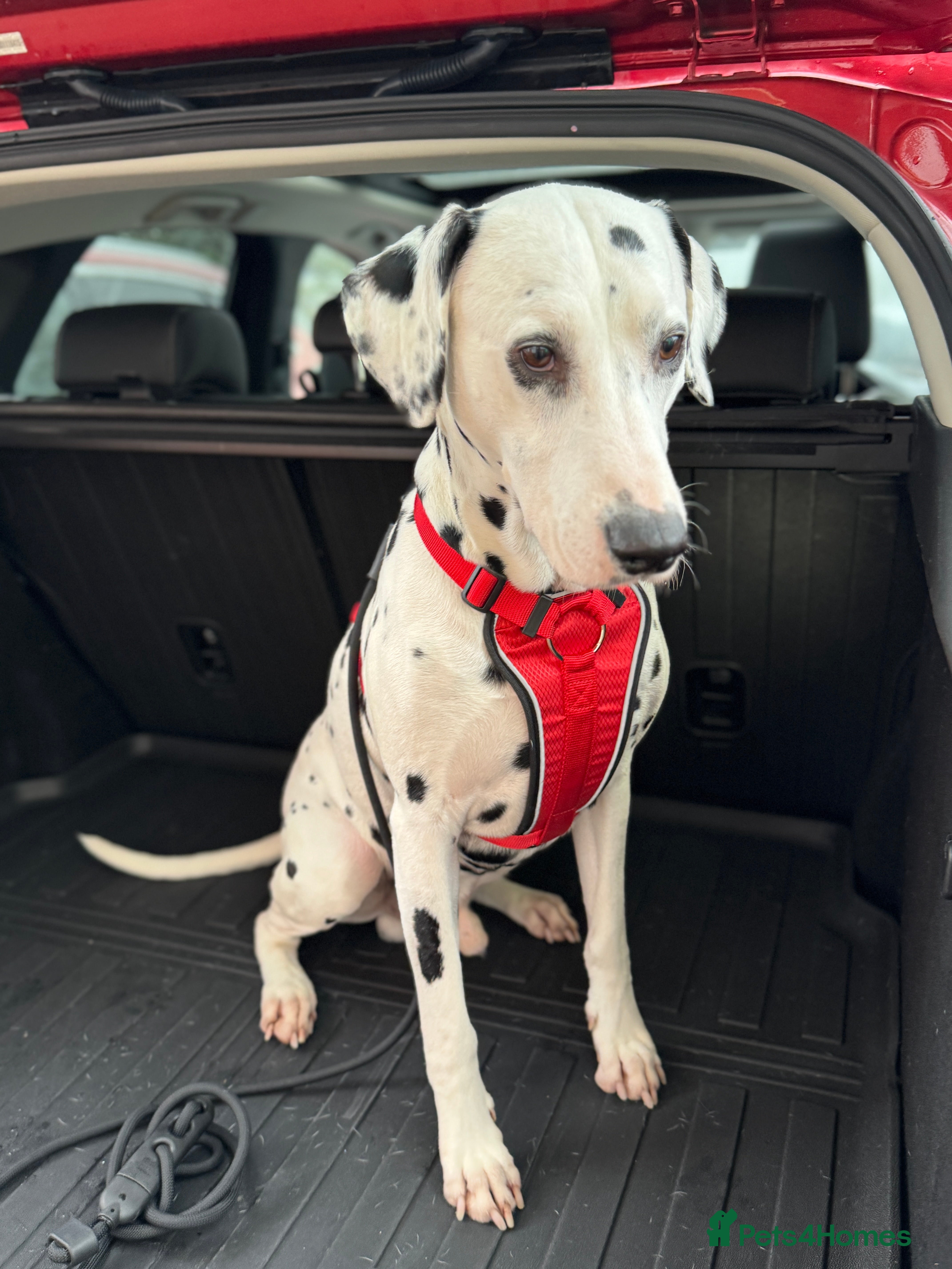 Dalmatian dogs PROVEN Black spot KC registered Dalmatian for STUD in Romford - Advert 1
