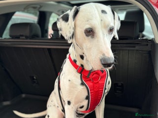 Dalmatian dogs PROVEN Black spot KC registered Dalmatian for STUD in Romford - Advert 2