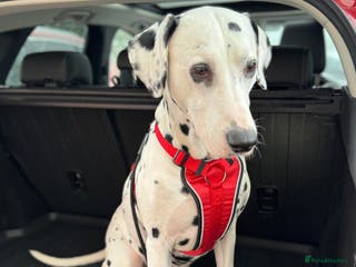 Dalmatian dogs PROVEN Black spot KC registered Dalmatian for STUD in Romford - Advert 1