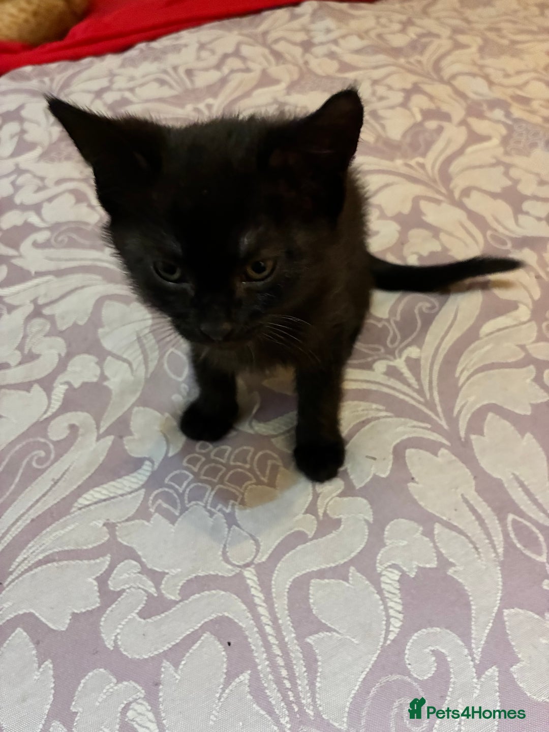 British Shorthair cats for sale: 3 Adorable kittens looking for the forever home - Advert 2