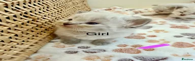 Siberian Kitten 5 purple girl