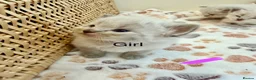 Siberian cats for sale: Fully Siberian Kittens  - Advert 6