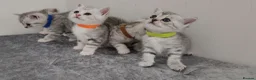 British Shorthair cats for sale: 🏆 Silver British Shorthairs pedigree 🏆  - Advert 7