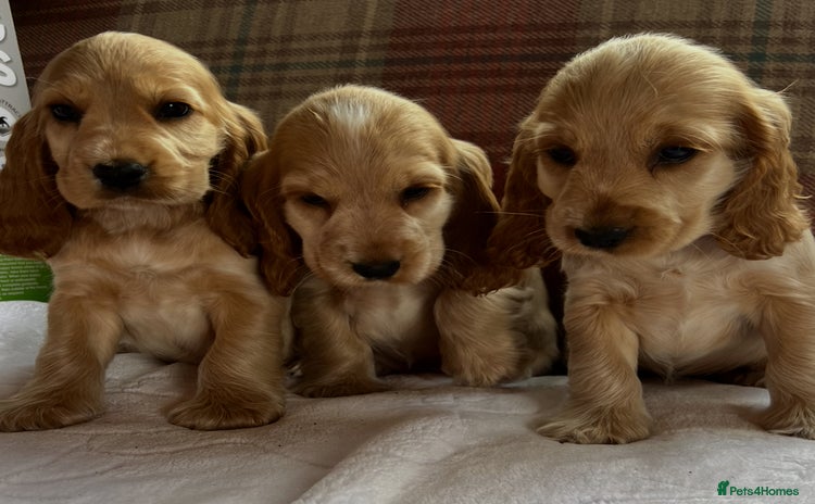 Cocker Spaniel dogs - Advert 2