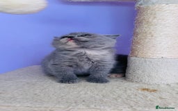 Scottish Fold cats for sale: Beautiful litter of Scottish fold  reservation 😍 - Image 13