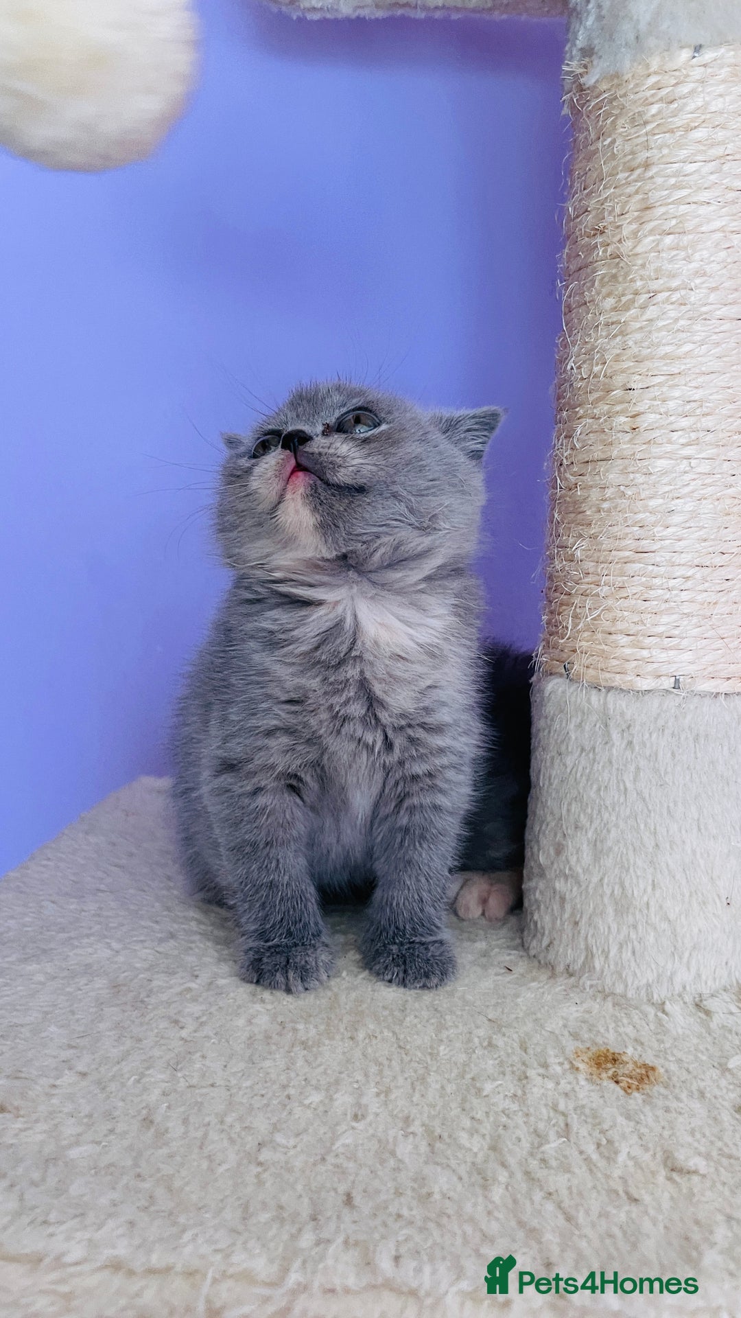 Scottish Fold cats for sale: Beautiful litter of Scottish fold  reservation 😍 - Image 13