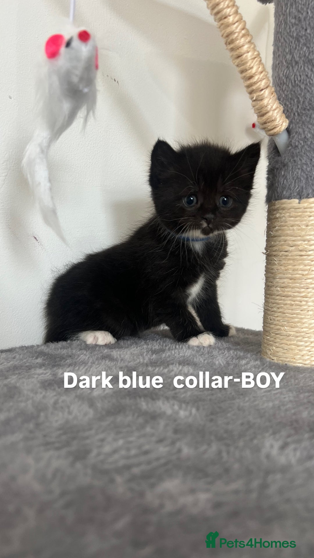 British Shorthair cats for sale: British shorthair black/2point - Image 14