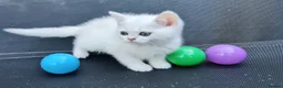 British Shorthair cats for sale: BRITISH SHORTHAIR KITTEN BLUE EYES  - Advert 13