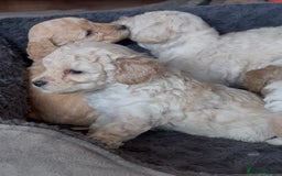 Poochon dogs for sale: Seriously gorgeous farm reared tiny puppies  - Image 25