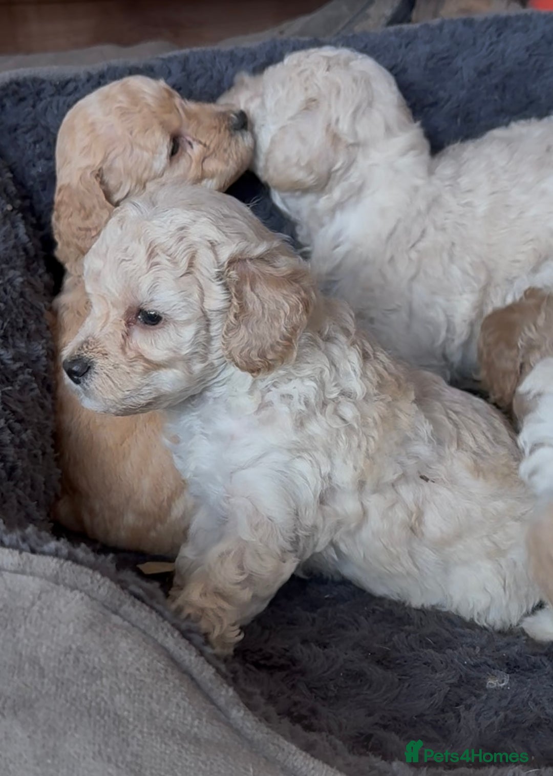 Poochon dogs for sale: Seriously gorgeous farm reared tiny puppies  - Image 25