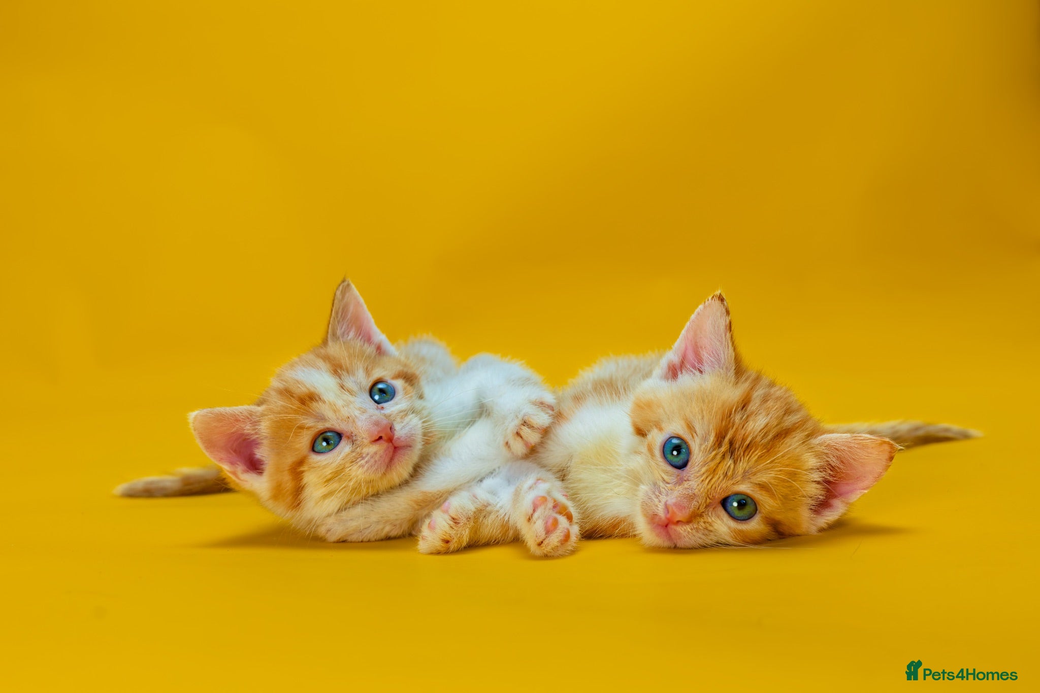 Mixed Breed cats Orange / ginger male kittens  - Advert 1
