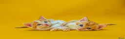 Mixed Breed cats for sale: Orange / ginger male kittens  in Stonehouse - Advert 1