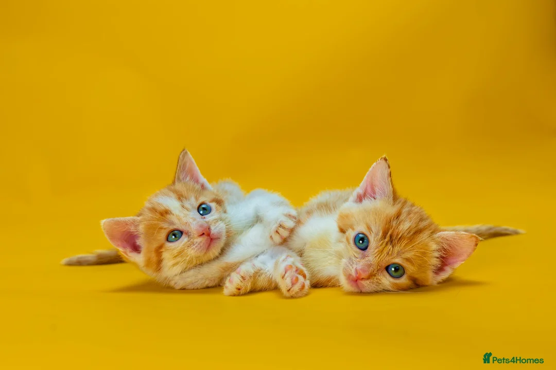 Mixed Breed cats for sale: Orange / ginger male kittens  in Stonehouse - Advert 1
