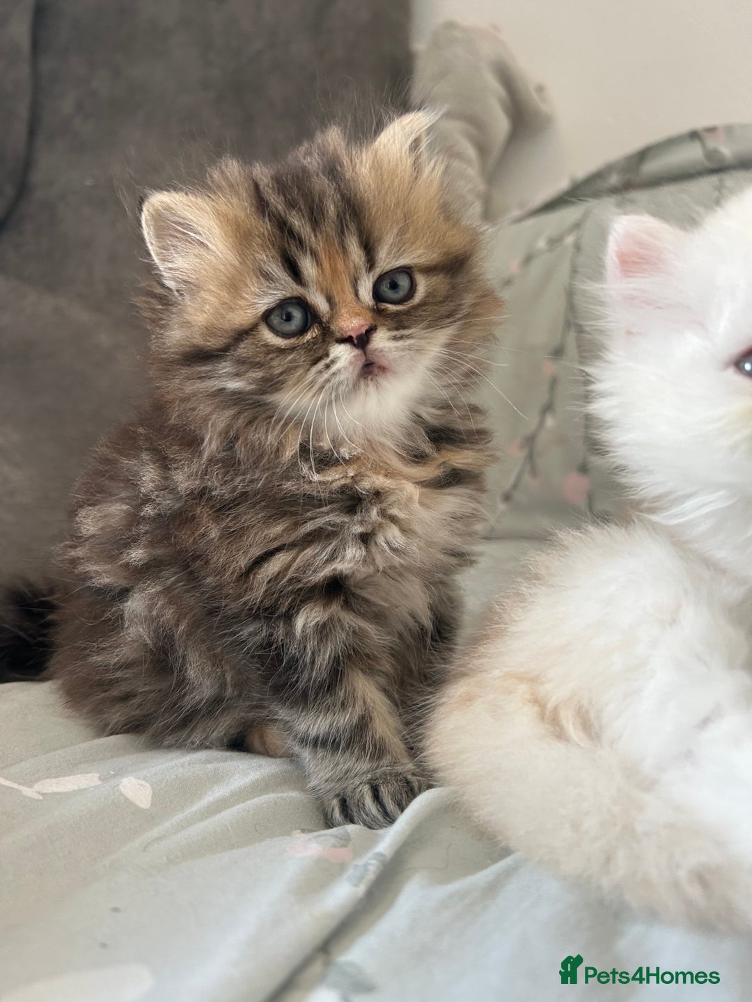 Persian cats for sale: Persian kitten still looking for her forever home  in Gateshead - Image 2
