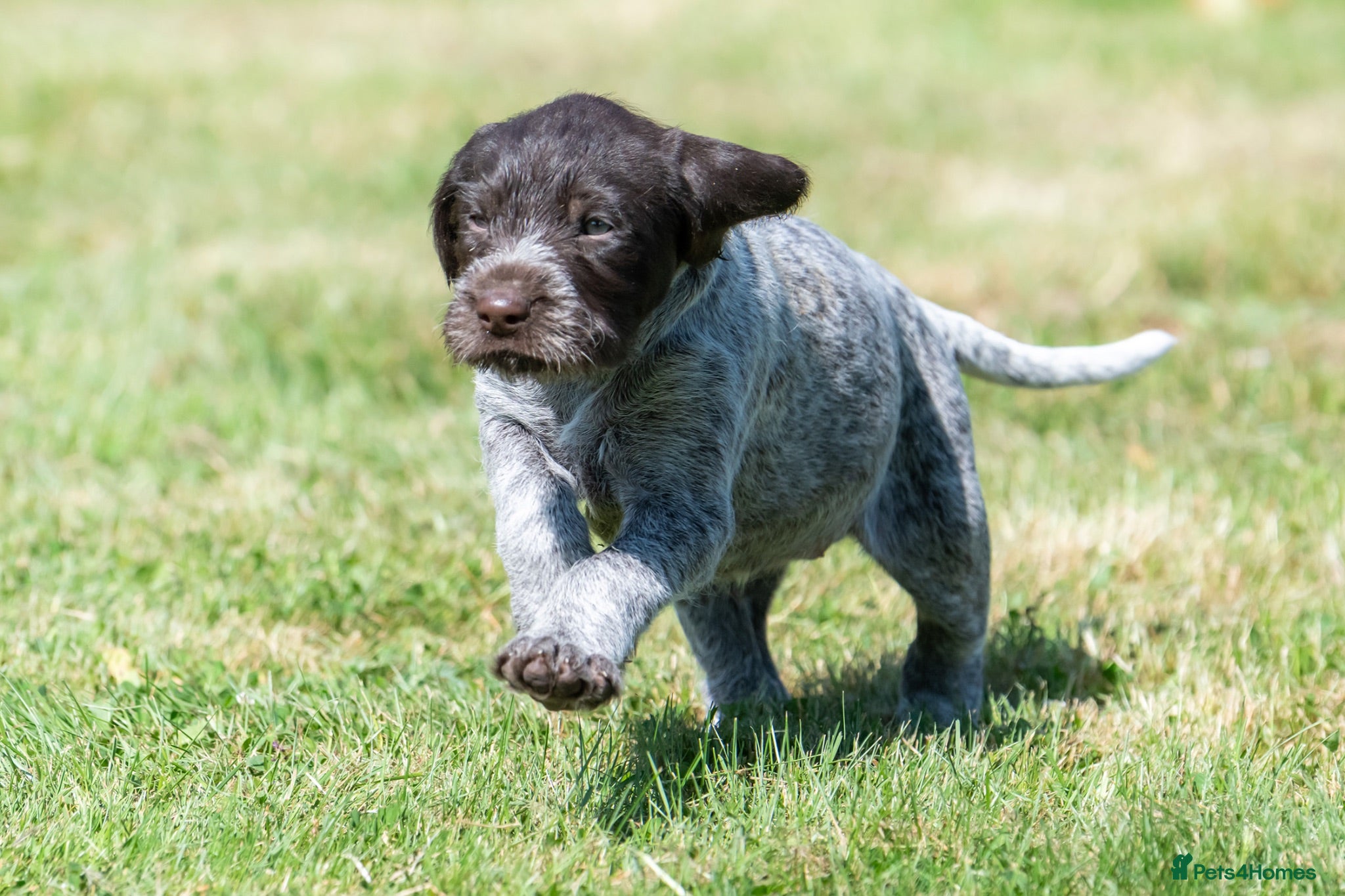 German Wirehaired Pointer dogs BEAUTIFUL HEALTHY KC REGISTERED GWP PUPS - Advert 2