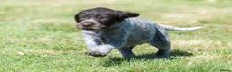 German Wirehaired Pointer dogs for sale: 1ST VACC GIVEN, HEALTH CHECKED KC REG GWP PUPS  - Advert 6