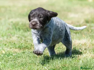 German Wirehaired Pointer dogs BEAUTIFUL HEALTHY KC REGISTERED GWP PUPS - Advert 2