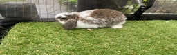 Mini Lop rabbits for sale: Baby mini lops and mini lion lop baby rabbits - Advert 5