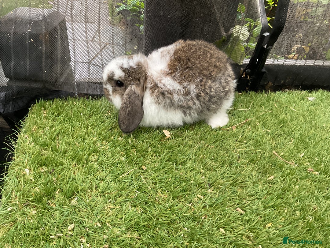Mini Lop rabbits for sale: Baby mini lops and mini lion lop baby rabbits - Advert 5