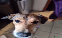 Mixed Breed dogs for sale: Medium sized spayed female 5 years old - Image 3