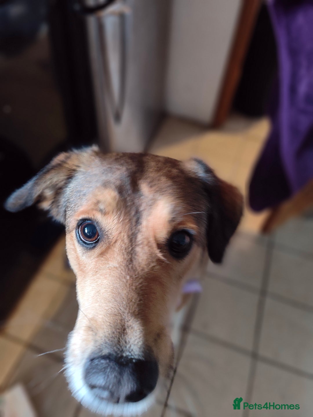 Mixed Breed dogs for sale: Medium sized spayed female 5 years old - Image 3