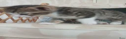 Mixed Breed cats for sale: Male kitten  in Northallerton - Advert 2