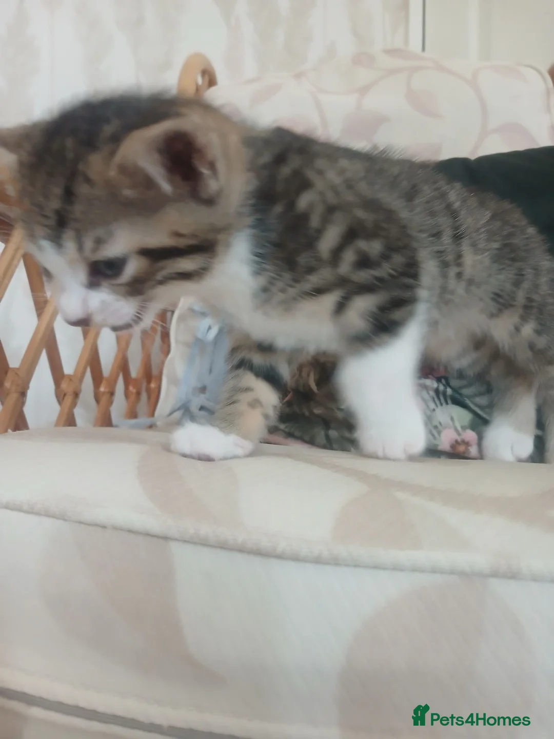 Mixed Breed cats for sale: Male kitten  in Northallerton - Advert 2
