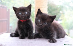 Mixed Breed cats for sale: Beautiful Kittens Looking For a New Home - Image 9