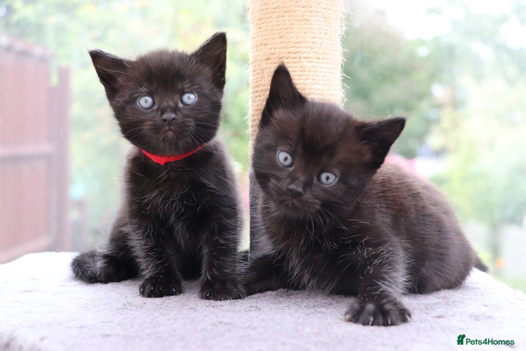 Mixed Breed cats for sale: Beautiful Kittens Looking For a New Home - Image 9