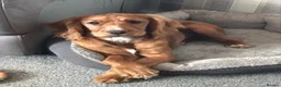 Cocker Spaniel dogs for sale: Golden Working Cocker Spaniel Puppies  - Advert 3