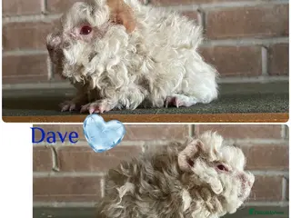 Guinea Pig rodents Pedigree Lunkarya piggies inc sows - Advert 8