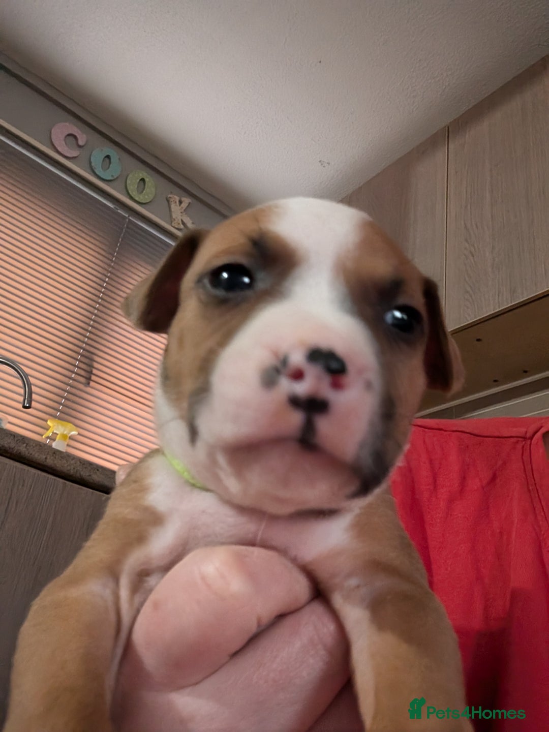 Mixed Breed dogs for sale: Beautiful American bulldog x staffie puppies  - Image 13