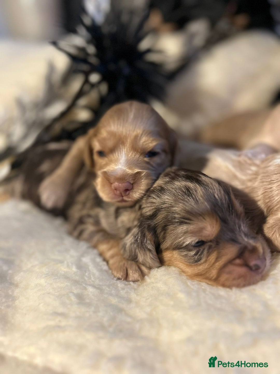Cockapoo dogs for sale: Merle cockapoo  - Image 5