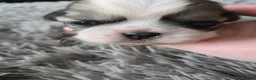 Shih Tzu dogs for sale: Stunning  shihtzus 4 girls £995 in Blackpool - Advert 2