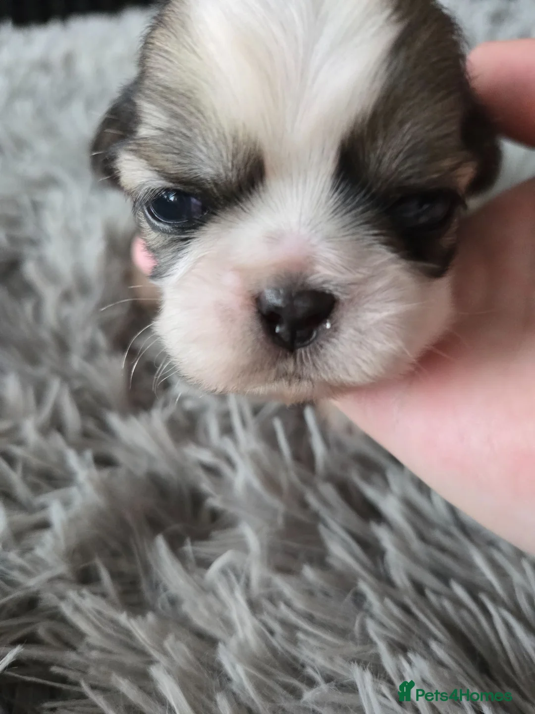 Shih Tzu dogs for sale: Stunning  shihtzus 4 girls £995 in Blackpool - Advert 2