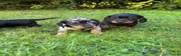 Miniature Dachshund dogs for sale: ADORABLE Miniature Dachshund KC Pups  - Advert 6