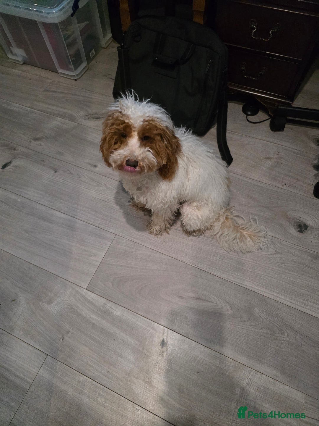 Cockapoo dogs for sale: Beautiful 10-month-old Cockapoo female for sale 🐶 - Advert 3