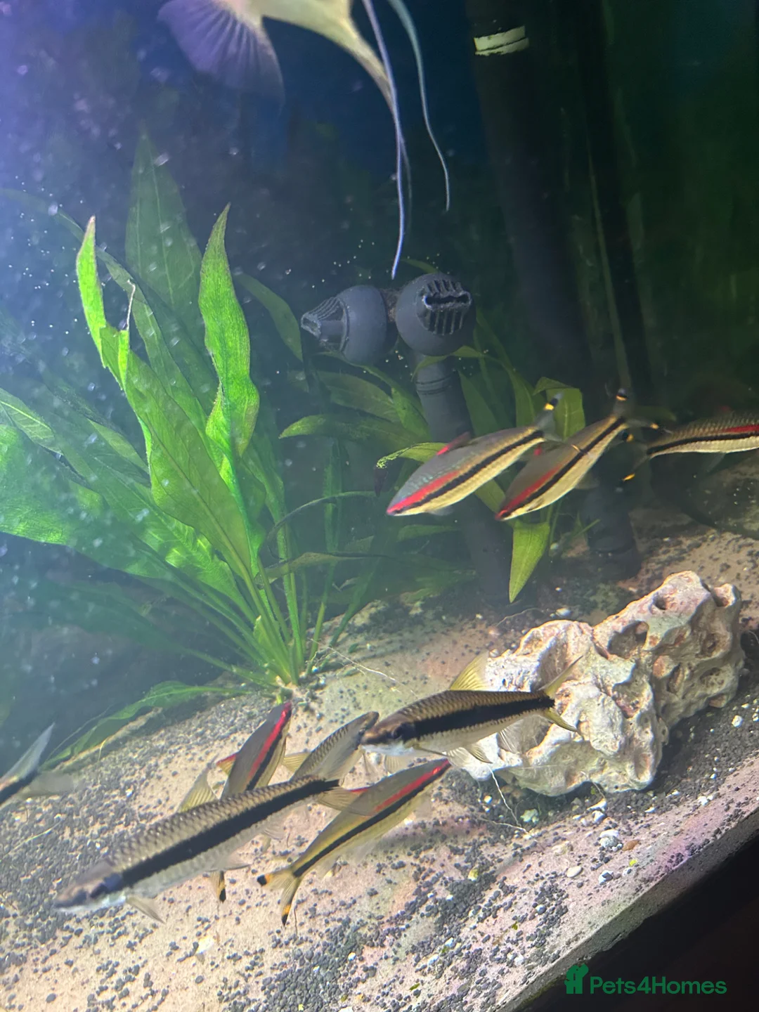 Angelfish fish for sale: Tropical fish  in Grays - Advert 2