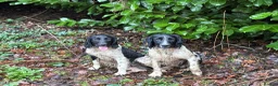 English Springer Spaniel dogs for stud: Elishade Misty Horizon (Dipper) - Advert 9