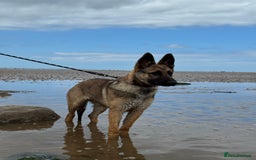 Mixed Breed dogs for sale: German Shepard X Belgium Malinos  - Image 2