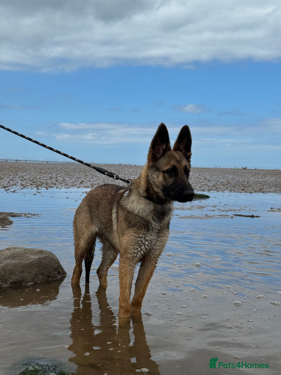 Mixed Breed dogs for sale: German Shepard X Belgium Malinos  - Image 2