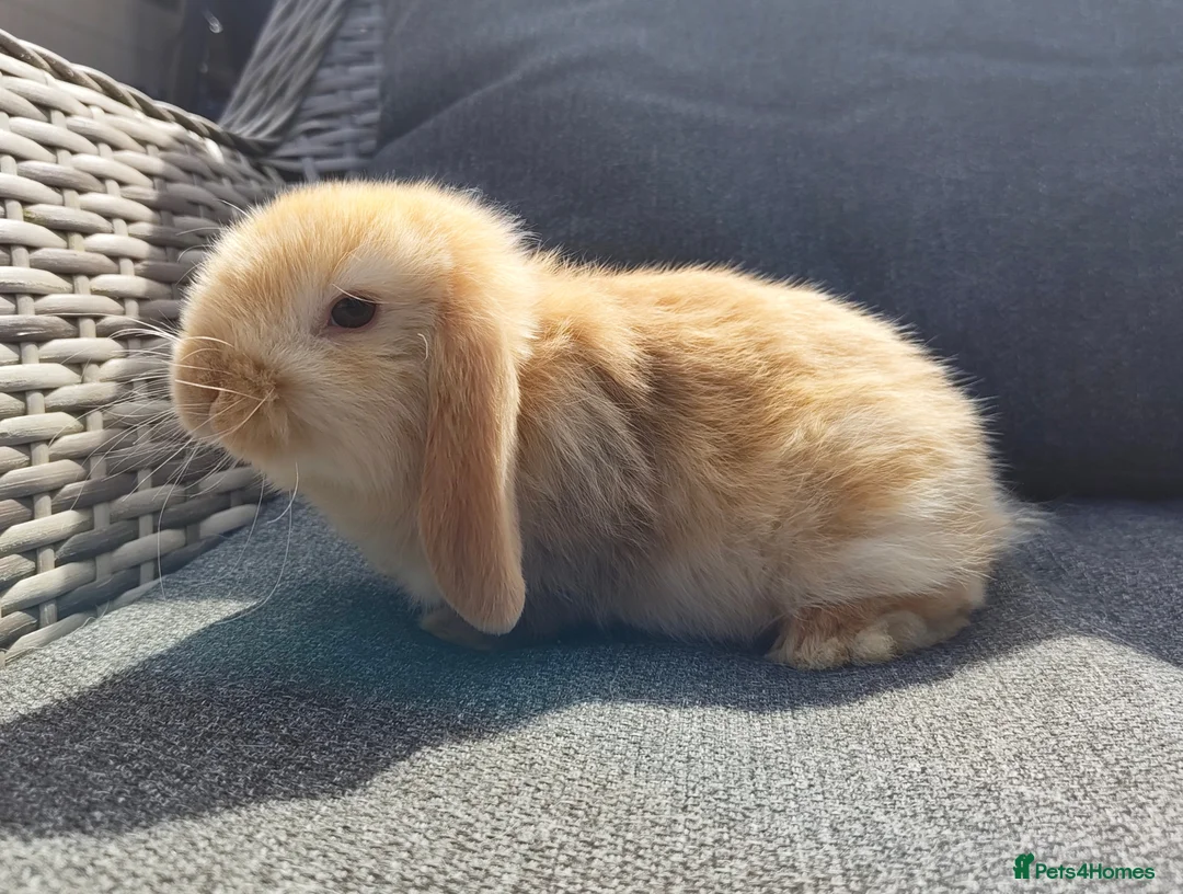 Mini Lop rabbits for sale: Beautiful lightly marked harlequin buck  - Advert 4