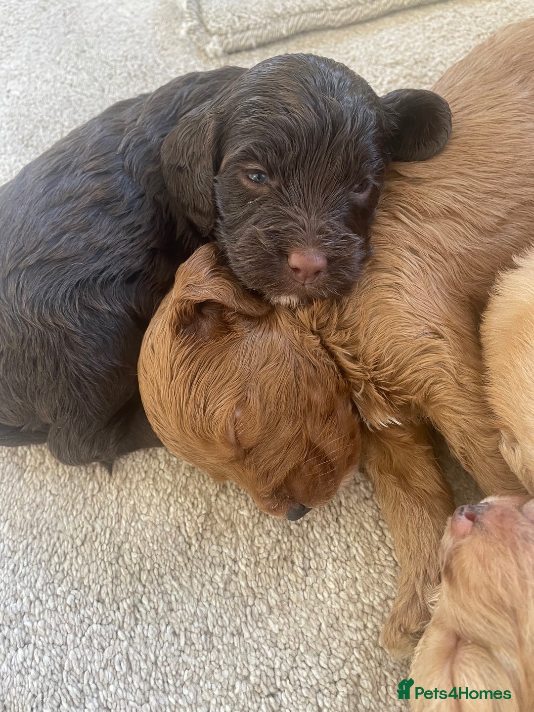 Cockapoo dogs for sale: F1 cockapoo puppies - Image 3