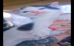 Mixed Breed cats for sale: kittens for sale  - Image 6