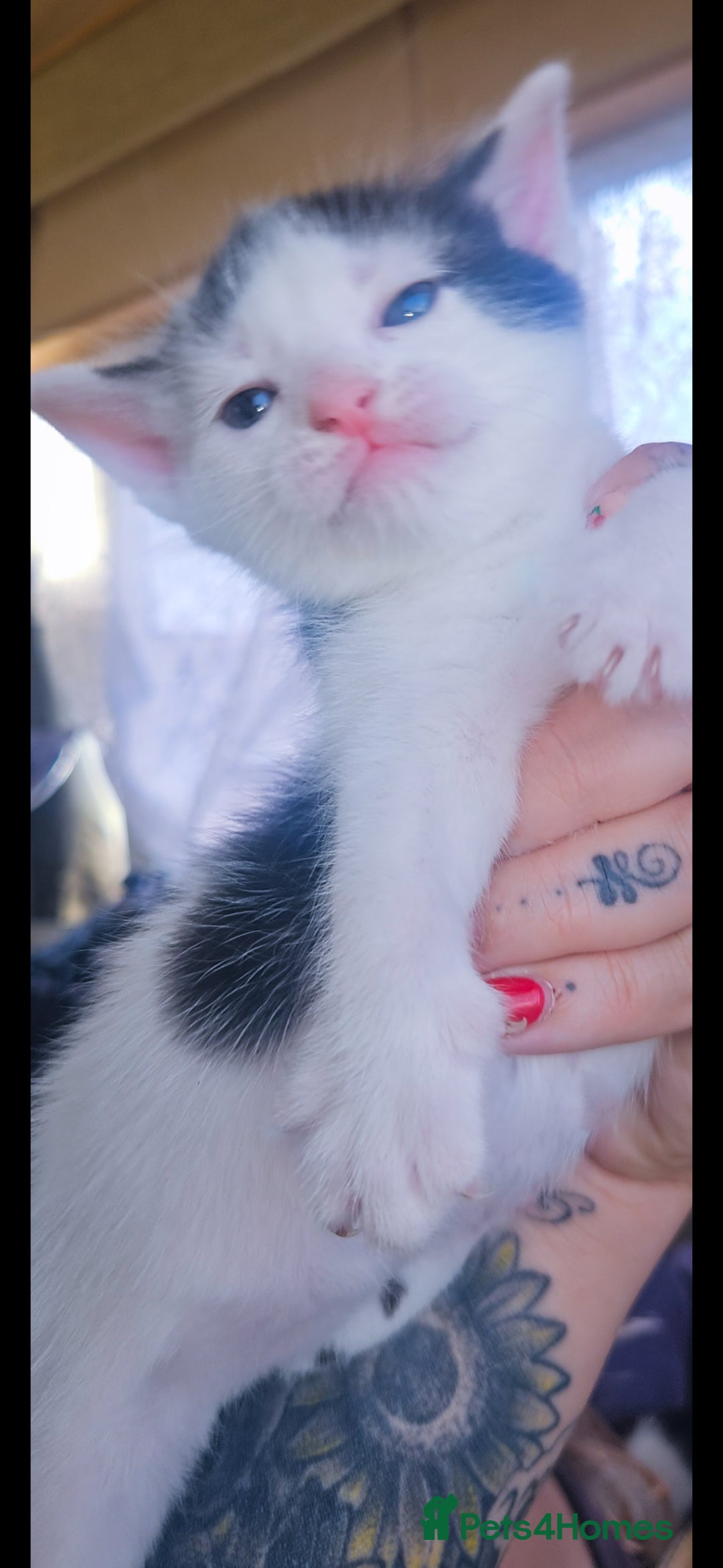 Mixed Breed cats for sale: kittens for sale  - Image 6